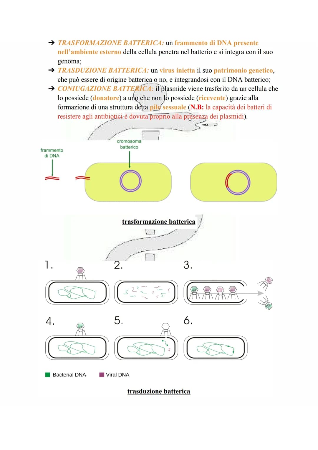 # LA CELLULA PROCARIOTA

Le cellule procariotiche sono le cellule più semplici e primitive esistenti, discendendo
fatti dai più antichi orga