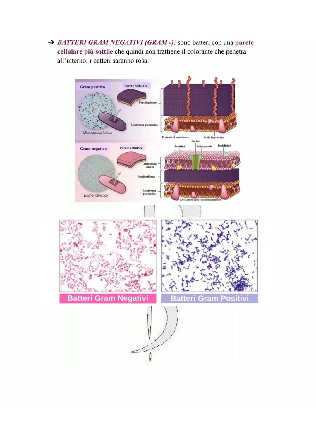 # LA CELLULA PROCARIOTA

Le cellule procariotiche sono le cellule più semplici e primitive esistenti, discendendo
fatti dai più antichi orga