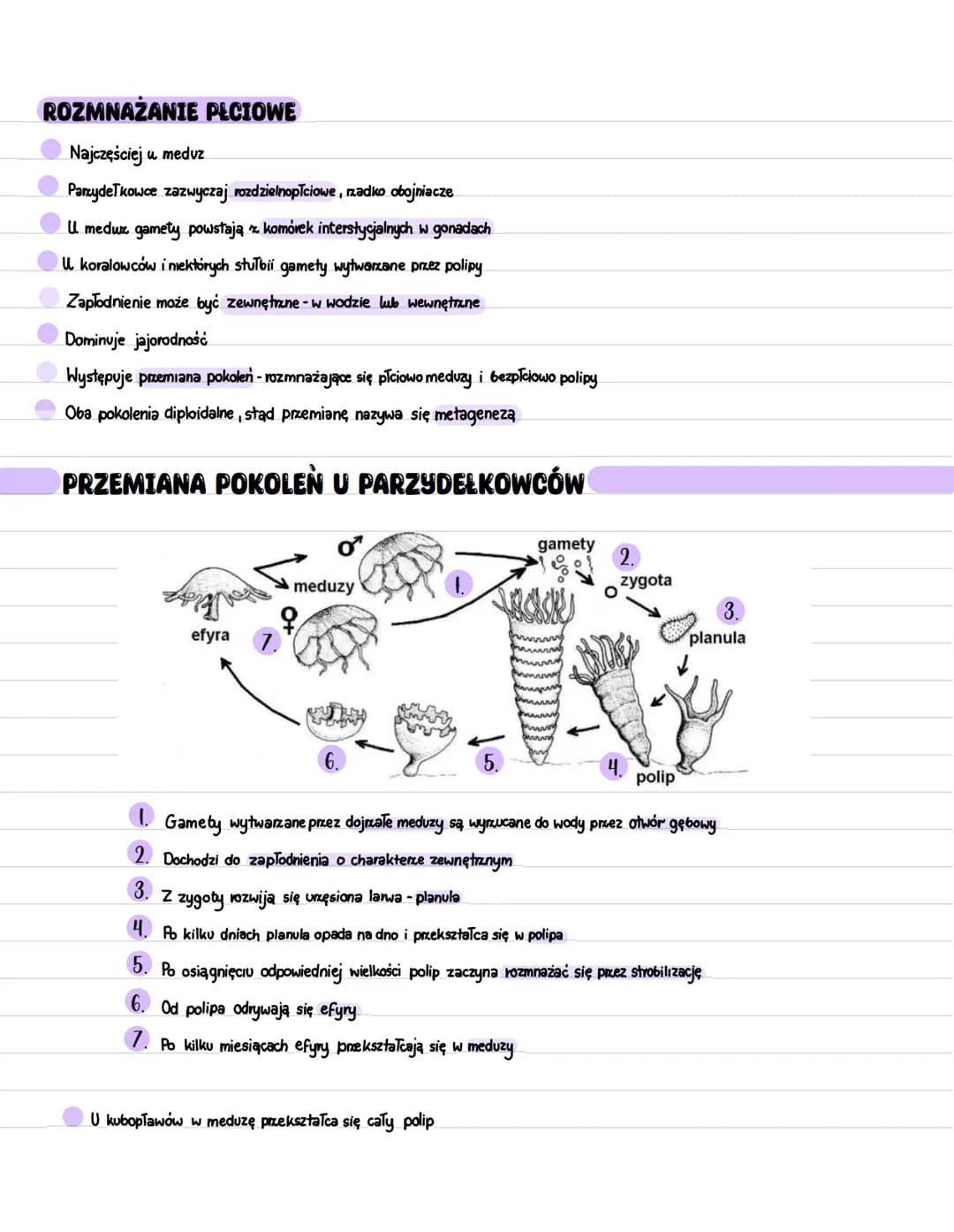# PARZYDEŁKOWCE

- Tkankowe zwierzęta dwuwarstwowe o promienistej symetrii ciała
- Posiadają komórki parzydełkowe - knidocysty
- Prowadzą ży