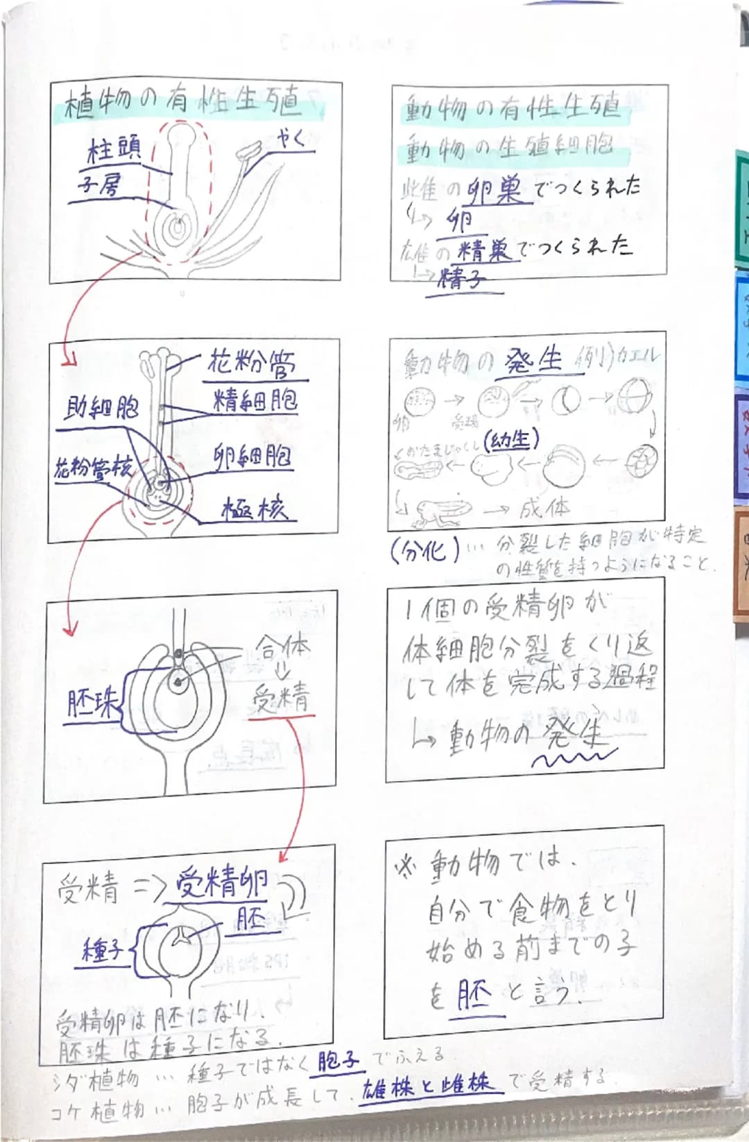理科Ⅱ
理科工
数学人
数学B
音楽
# 染色体

①
核膜
核小体細胞分裂の順番
複製が行われる。
→
←
分裂中に見られるひも。

# 細胞分裂

ソラマメの根の成長

1つの細胞が分かれて
ほぼのび
ない
2つの細胞になること。
めっちゃ
A
のびる。
1日 2日 3日 4
