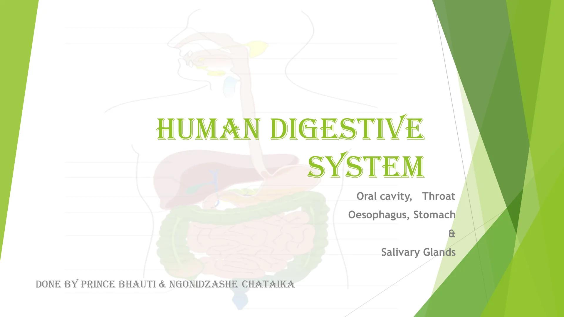 HUMAN DIGESTIVE
SYSTEM
Oral cavity, Throat
Oesophagus, Stomach
&
Salivary Glands
DONE BY PRINCE BHAUTI & NGONIDZASHE CHATAIKA Mouth

Liver

