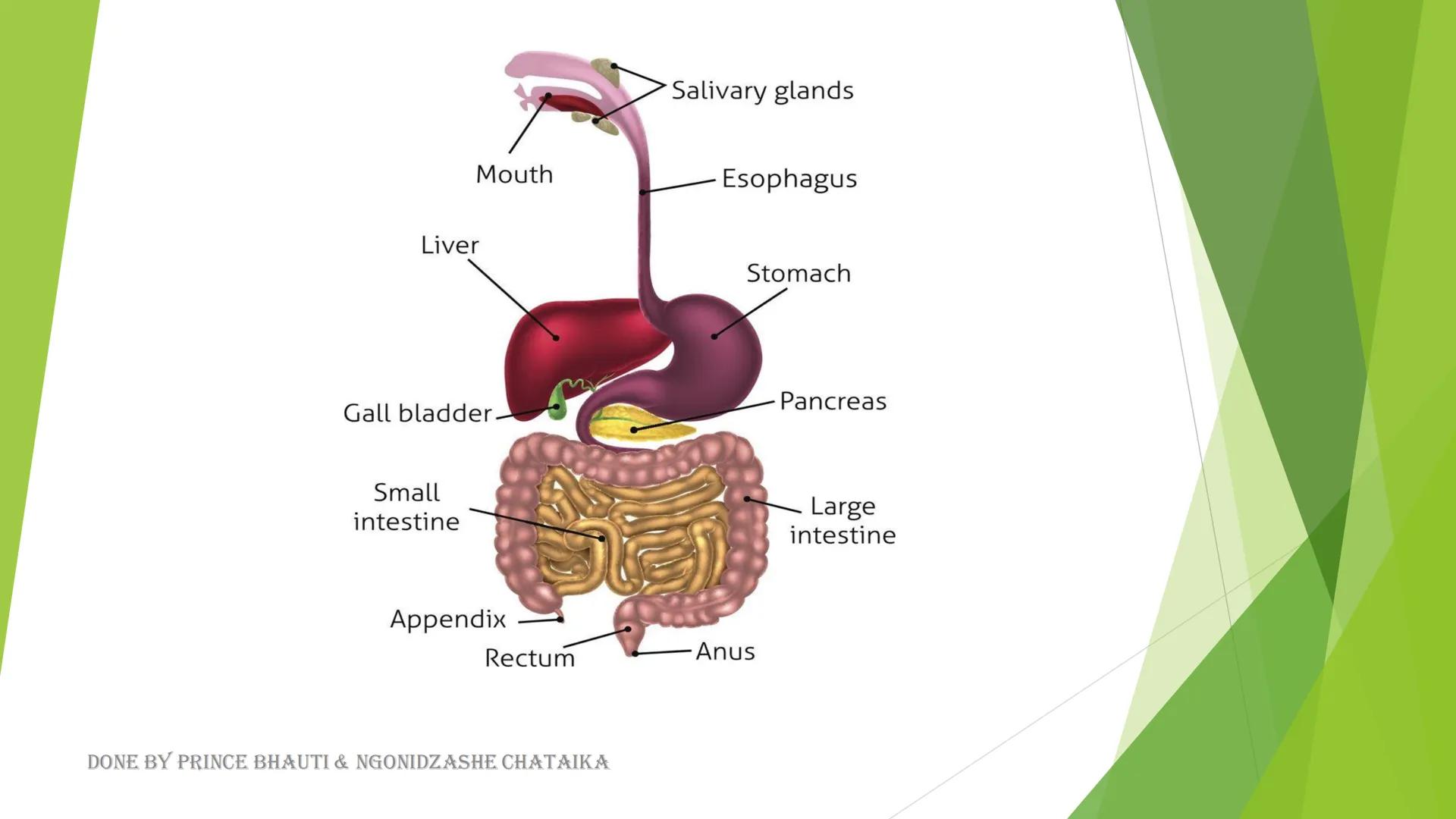 HUMAN DIGESTIVE
SYSTEM
Oral cavity, Throat
Oesophagus, Stomach
&
Salivary Glands
DONE BY PRINCE BHAUTI & NGONIDZASHE CHATAIKA Mouth

Liver

