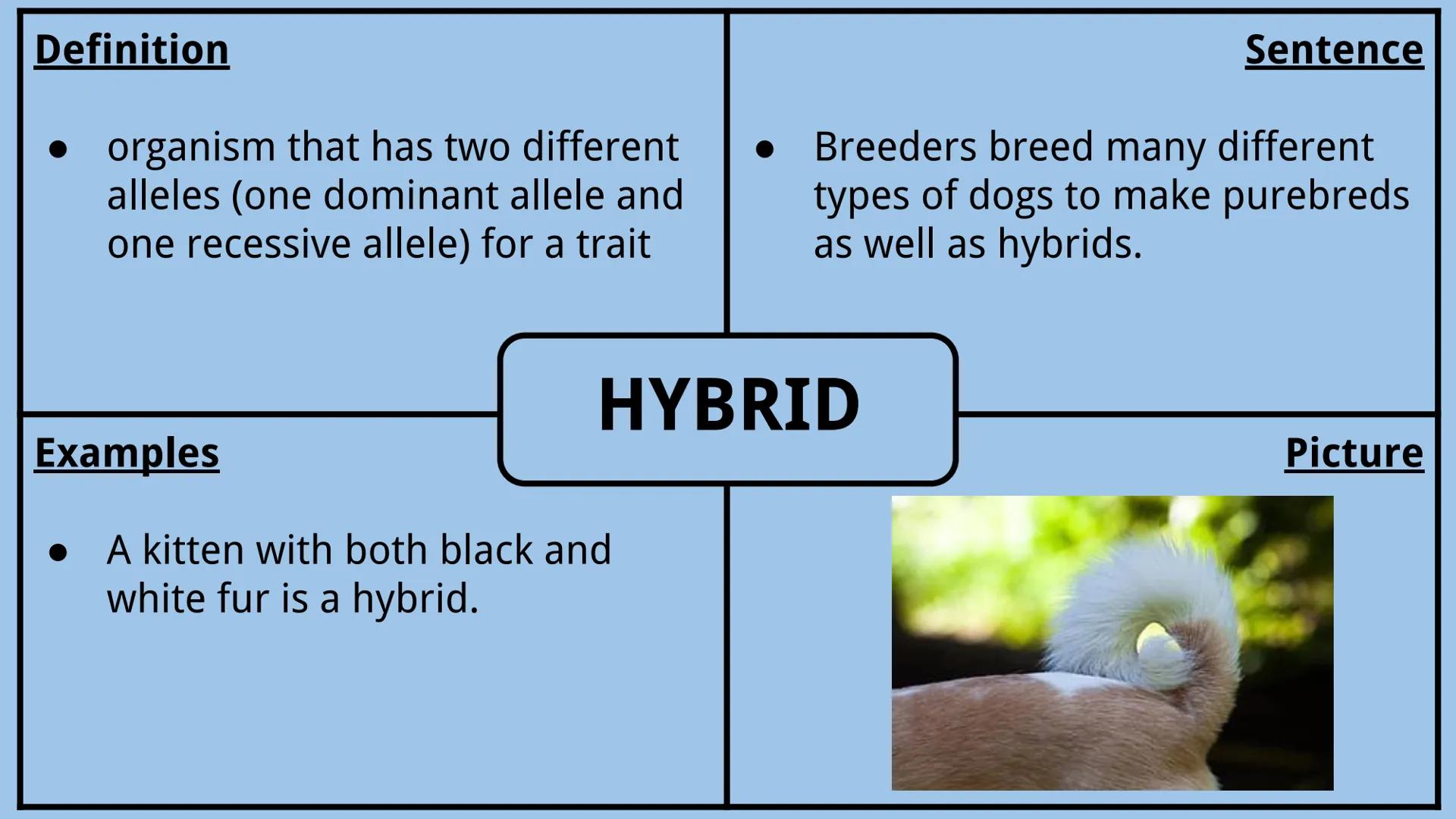 # Genetics Vocabulary

Directions:
Each vocabulary word has its own slide. The definition is given to you.
Complete all boxes:
- Example Box