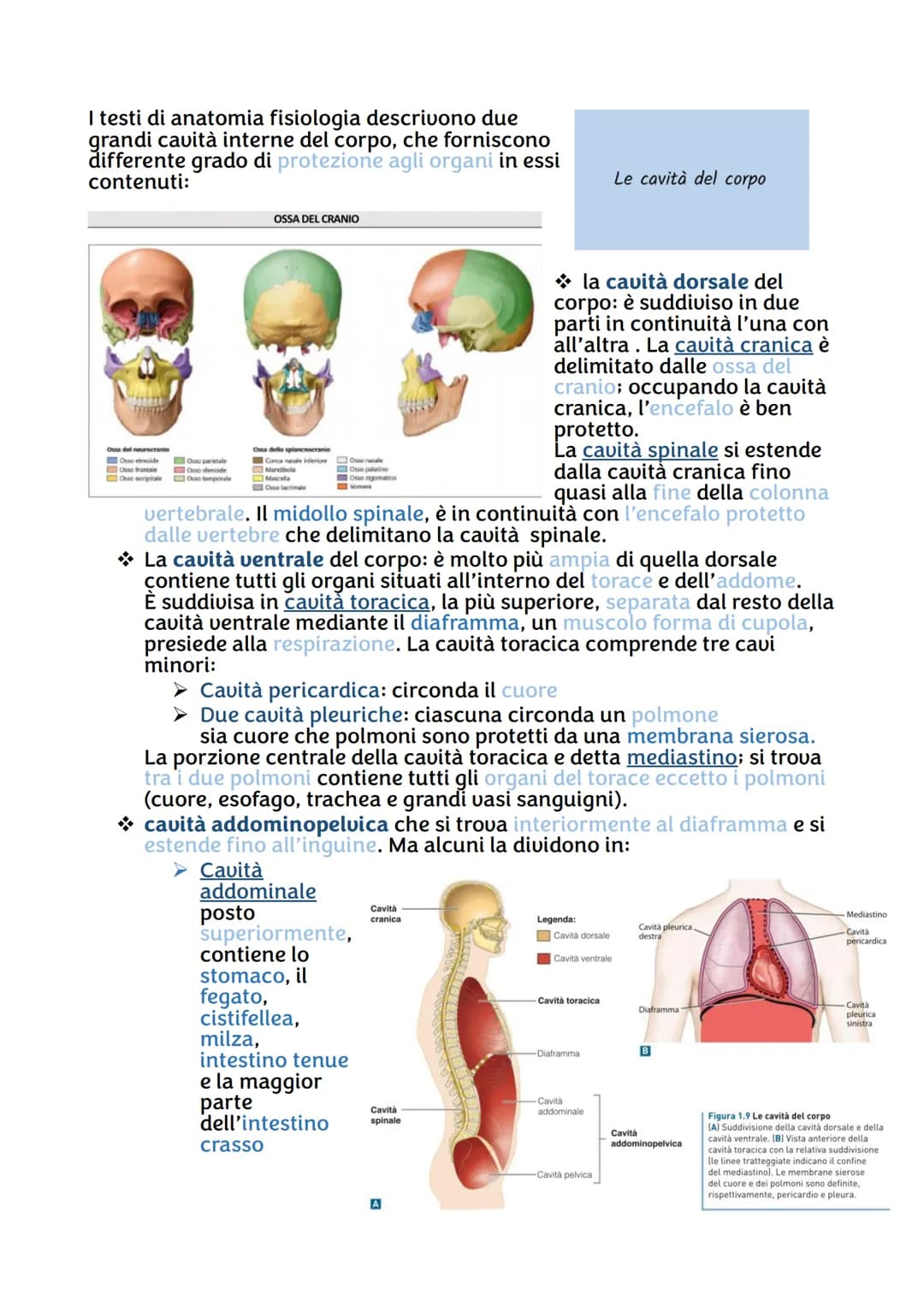 # Anatomia

Il corpo umano è diviso convenzionalmente in alcune parti
principali identificabili all'esterno: la testa, il collo, il tronco
(