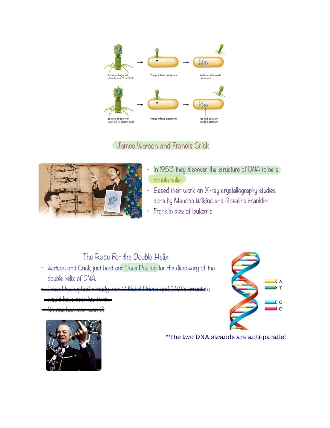 # Chapter 12: Molecular Geet

## The Early Scientists

*   Gregor Mendel- the father of genetics (1865) (Austria)
*   Frederich Miescher- di