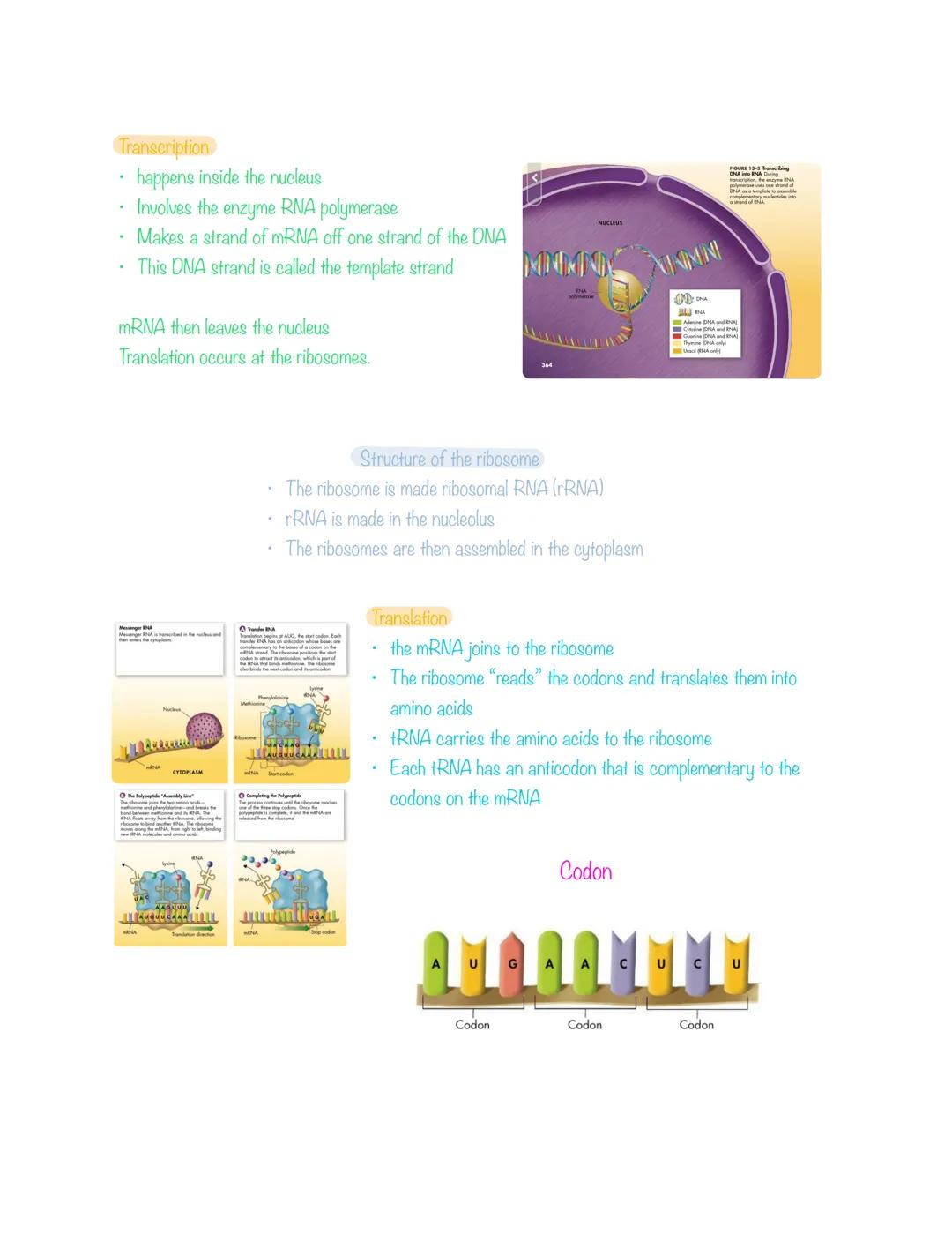 # Chapter 12: Molecular Geet

## The Early Scientists

*   Gregor Mendel- the father of genetics (1865) (Austria)
*   Frederich Miescher- di