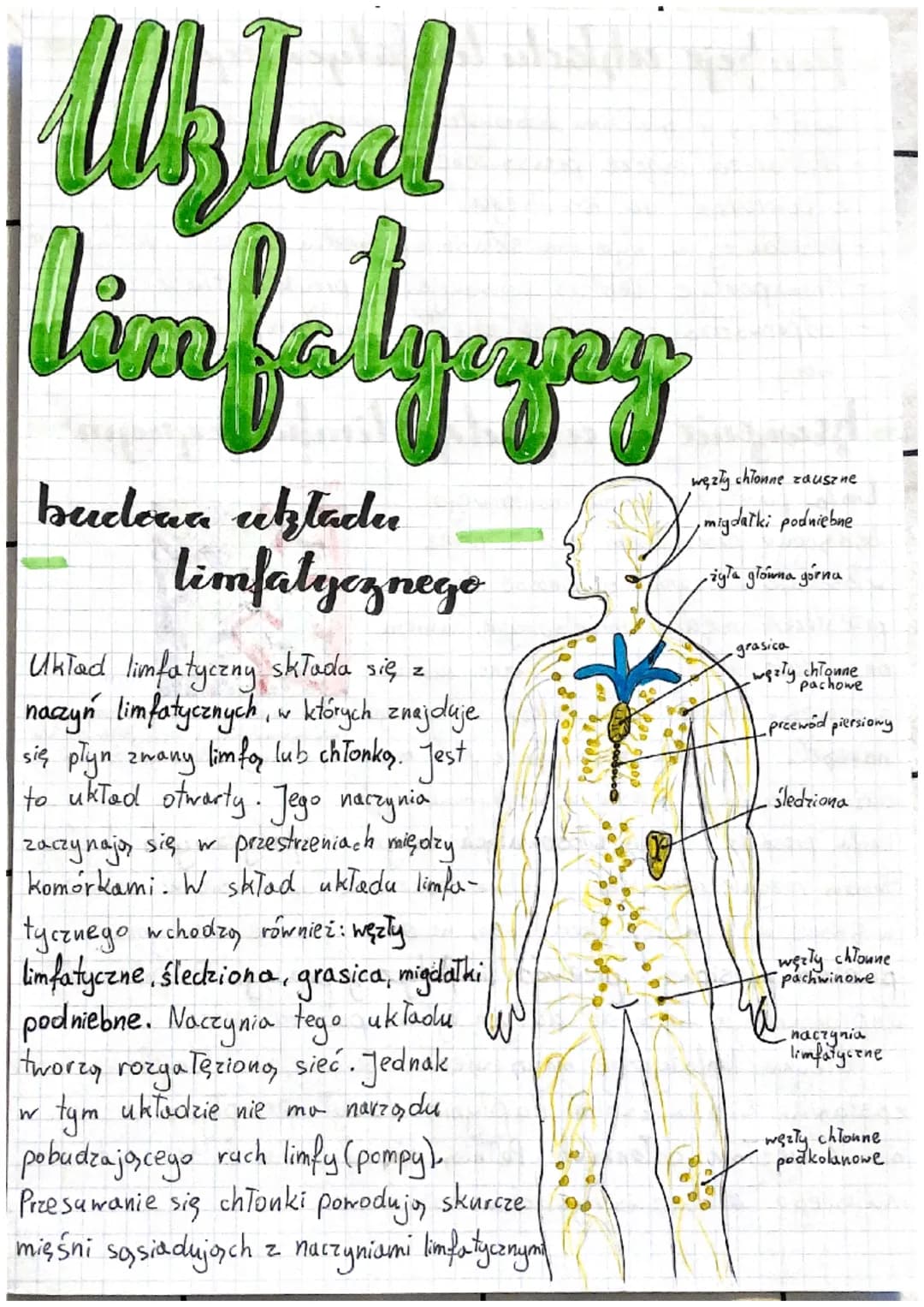 # Uklad

limfalgezamy

budowa uztadr

limfatycznego

Układ limfatyczny składa się z
naczyń limfatycznych, w których znajduje
się płyn zwany 