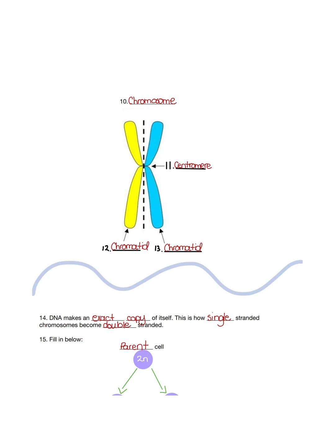 # MITOSIS
## Review

CN

Layla
Guthrie 1. Mitosis is the division of the nucleus.
2. Cytokinesis is the division of the cytoplasm.
3. Name t