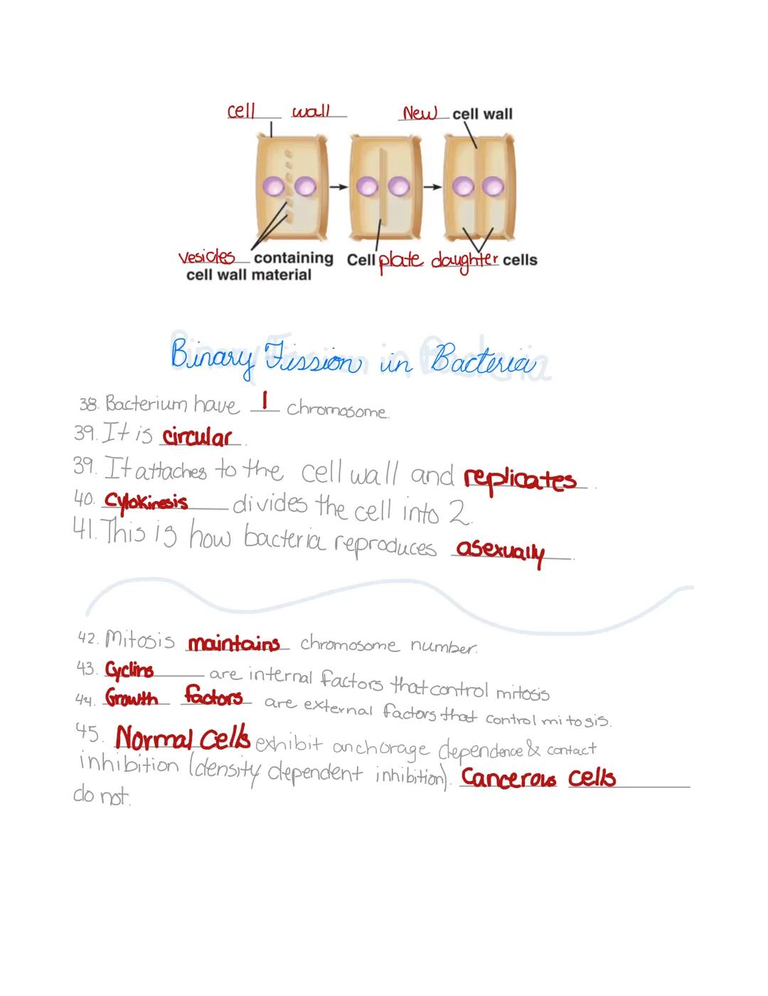 # MITOSIS
## Review

CN

Layla
Guthrie 1. Mitosis is the division of the nucleus.
2. Cytokinesis is the division of the cytoplasm.
3. Name t