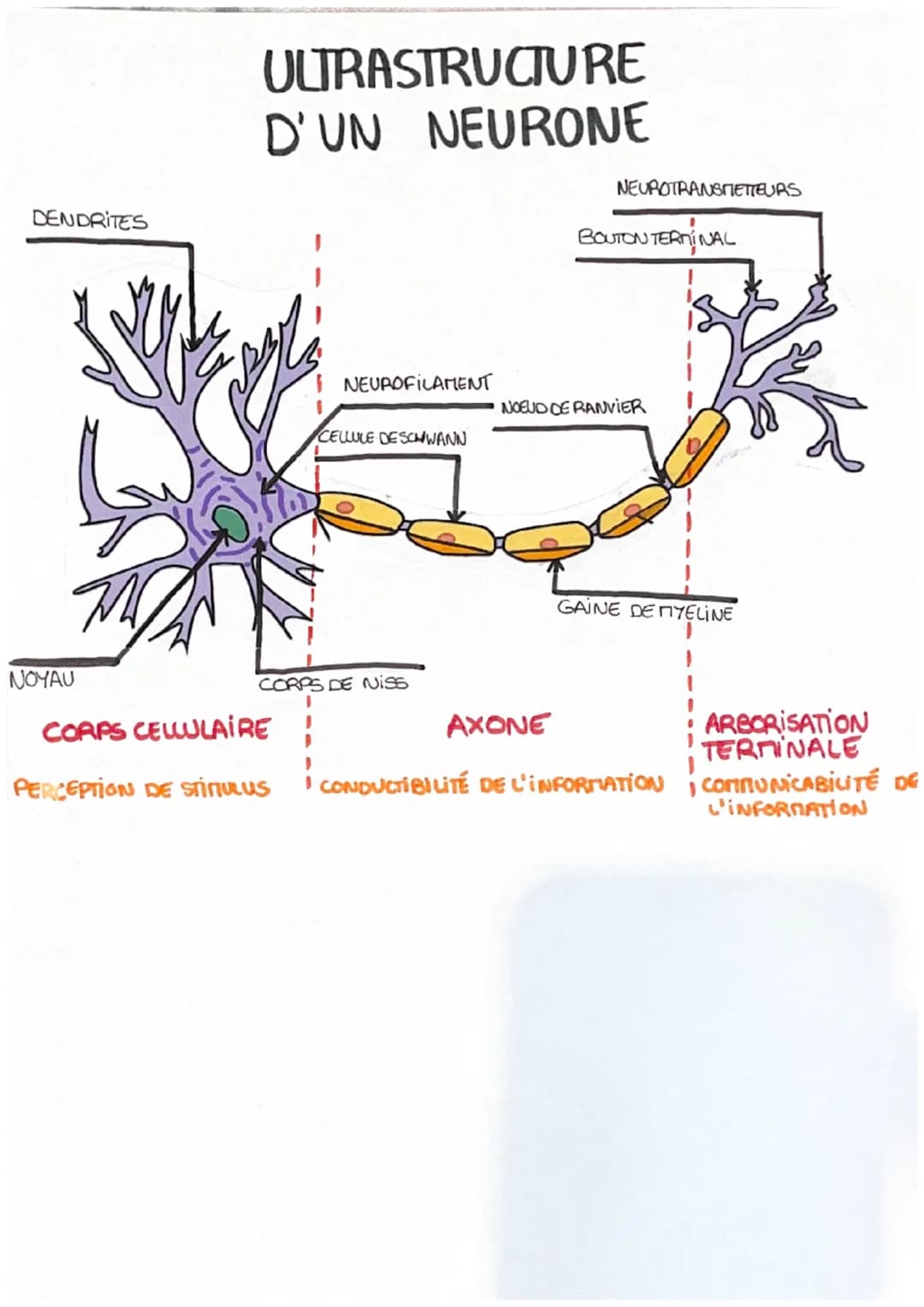 # ULTRASTRUCTURE
D'UN NEURONE

DENDRITES

NEUROTRANSMETTEURS

NEUROFILAMENT
BOUTON TERMINAL

NOEUD DE RANVIER
CELLULE DESCHWANN

NOYAU
CORPS