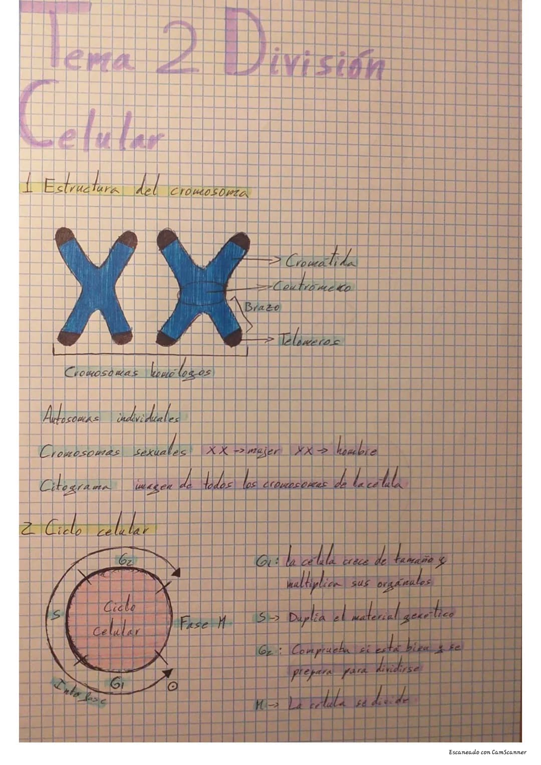 # Tema 2 División

# Celular

I Estructura del
cromosoma

XX

Cromosomas kenólogos

Autosomas individuales

→Cromatida

-Contromero

Brazo

