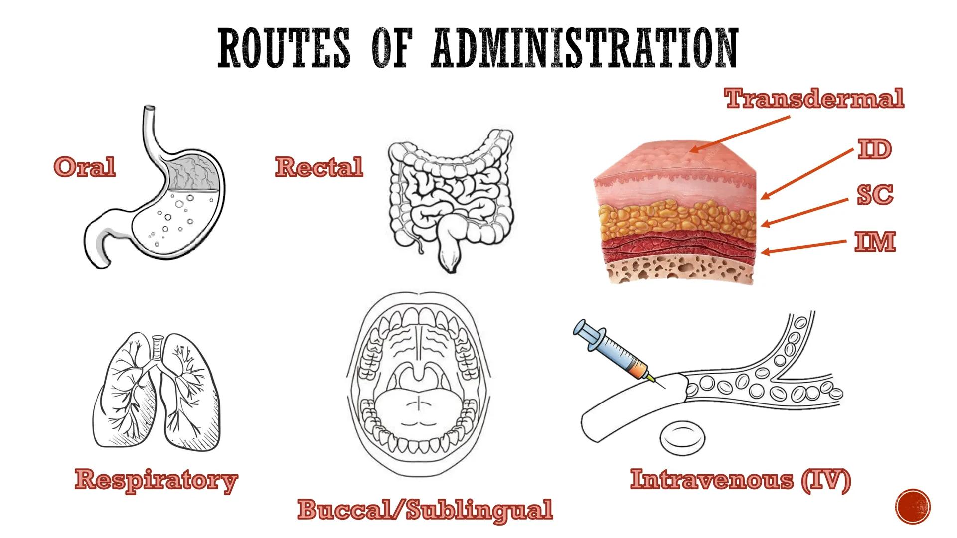 PHARMACOKINETICS:
THE JOURNEY OF A DRUG
By: Pauline Rose Gagala, RPh, PharmD
08/07/25 LADME
profile of Pharmacokinetics
WHAT IS
PHARMACOKINE