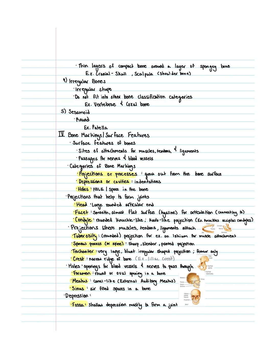 # Introduction to the Skeletal System

*   2 major skeletal System parts.
    *   1st Assess: Axial Skeleton
        *   The axial skeleton 