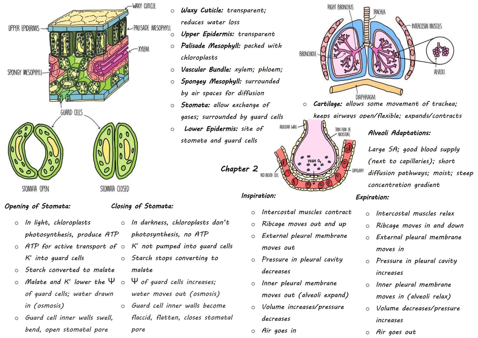 DOMAIN Classification:
KINGDOM
PHYLUM
CLASS
ORDER
FAMILY
GENUS
SPECIES

- Sorting organisms into
groups
- Hierarchical: smaller
groups are c
