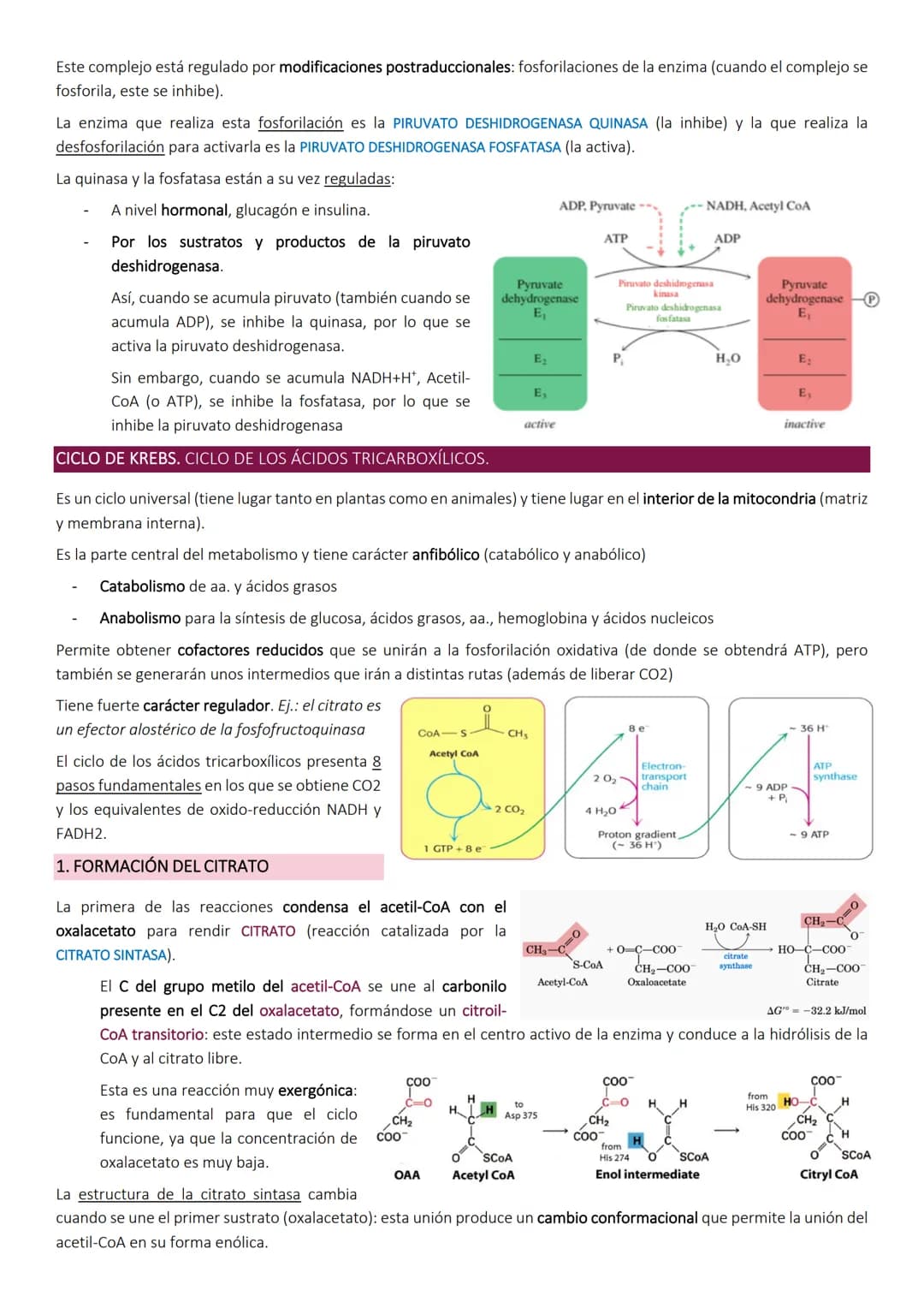 # Ciclo de Krebs.

El ciclo de Krebs, de los ácidos tricarboxílicos o del ácido cítrico, consiste en una
serie de reacciones que van a permi