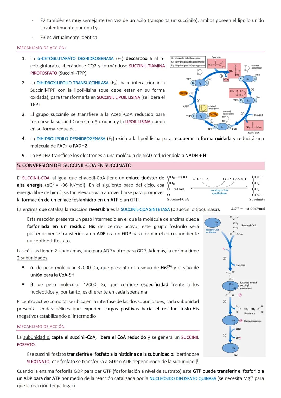 # Ciclo de Krebs.

El ciclo de Krebs, de los ácidos tricarboxílicos o del ácido cítrico, consiste en una
serie de reacciones que van a permi