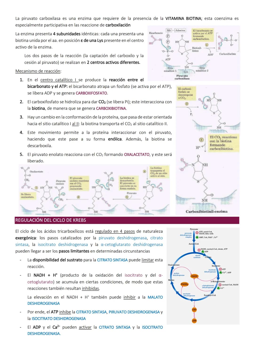 # Ciclo de Krebs.

El ciclo de Krebs, de los ácidos tricarboxílicos o del ácido cítrico, consiste en una
serie de reacciones que van a permi