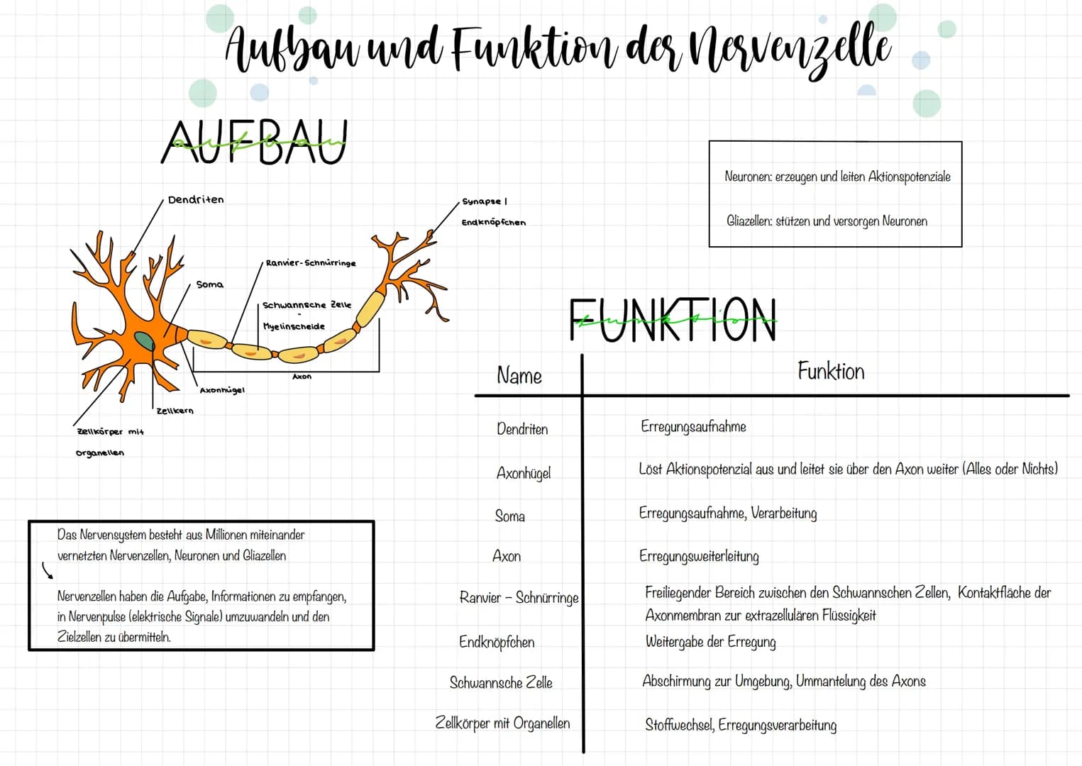 # Aufbau und Funktion der Norvenzelle

# AUFBAU

Dendriten

Synapse |
Endknöpfchen

Ranvier-Schnurringe

Soma

Schwannsche Zelle
Myelinschei