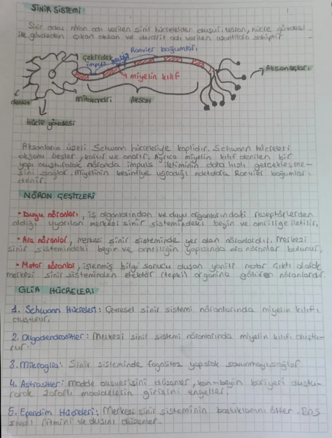 # SINIR SISTEMI

Sinir cadou niron adı verilen sinif hücrelerden duşul, Molon, nicre gövdesi
ile gövdeden çıkan akson ve derdrit adı verilen