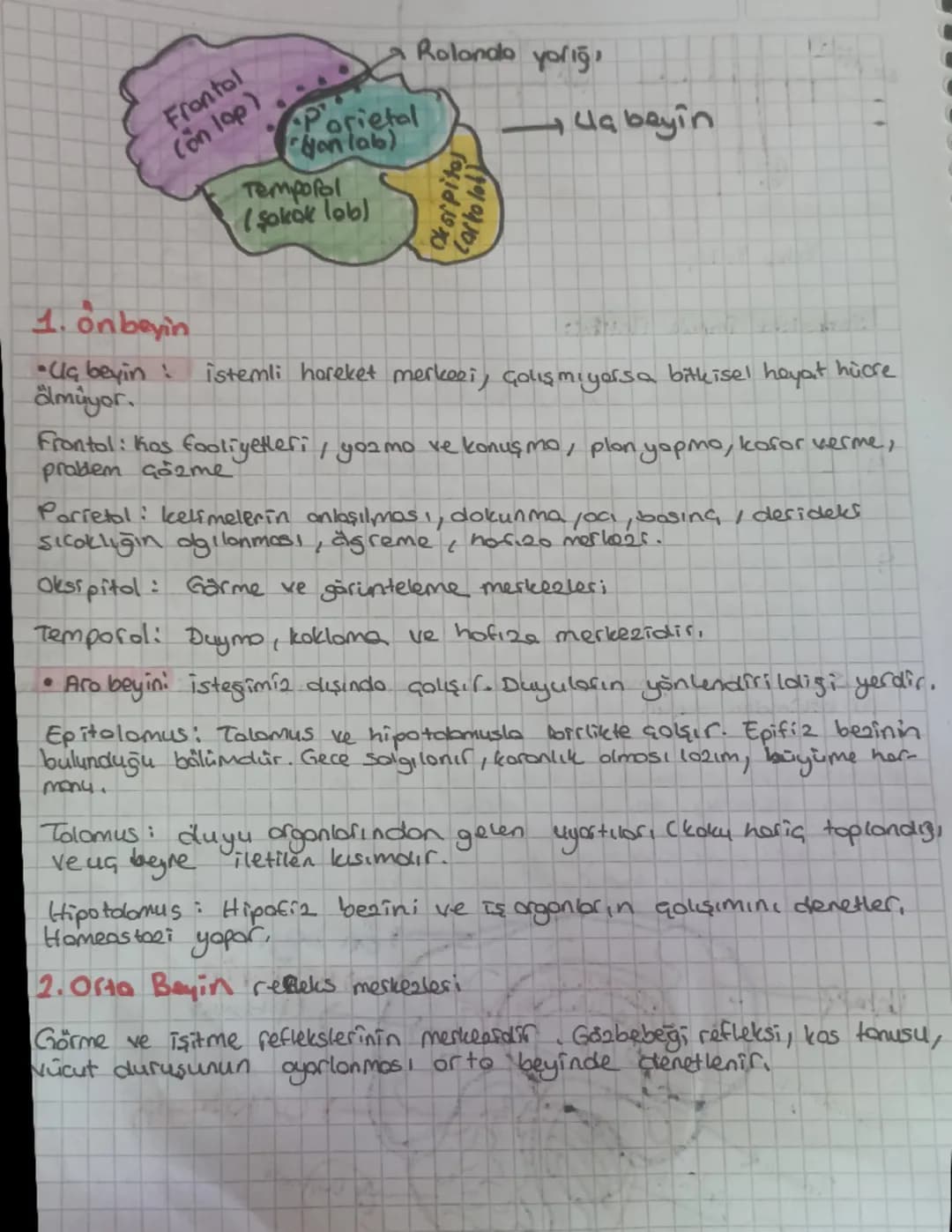 # SINIR SISTEMI

Sinir cadou niron adı verilen sinif hücrelerden duşul, Molon, nicre gövdesi
ile gövdeden çıkan akson ve derdrit adı verilen