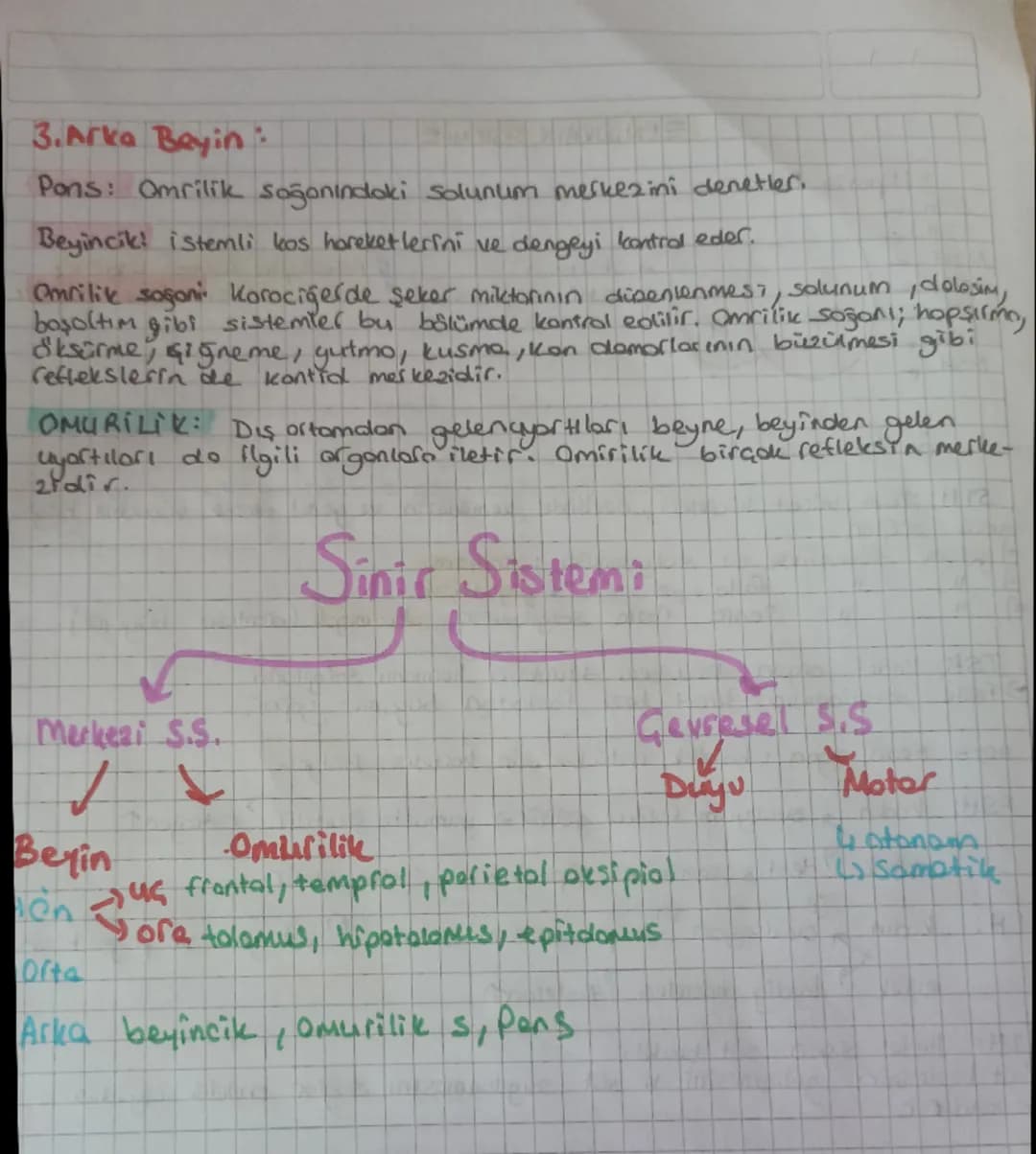 # SINIR SISTEMI

Sinir cadou niron adı verilen sinif hücrelerden duşul, Molon, nicre gövdesi
ile gövdeden çıkan akson ve derdrit adı verilen