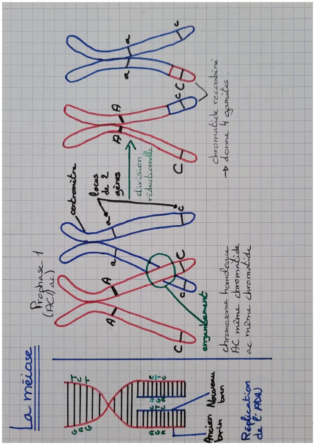 La měiose

Prophase 1
(ACI) ac)

৬৫৬

AGR

ㅏ아

270

Ancien Nouveau
brin brin

Replication
de l'ADW

C

A

enjambement

A

a

chromosome hamd