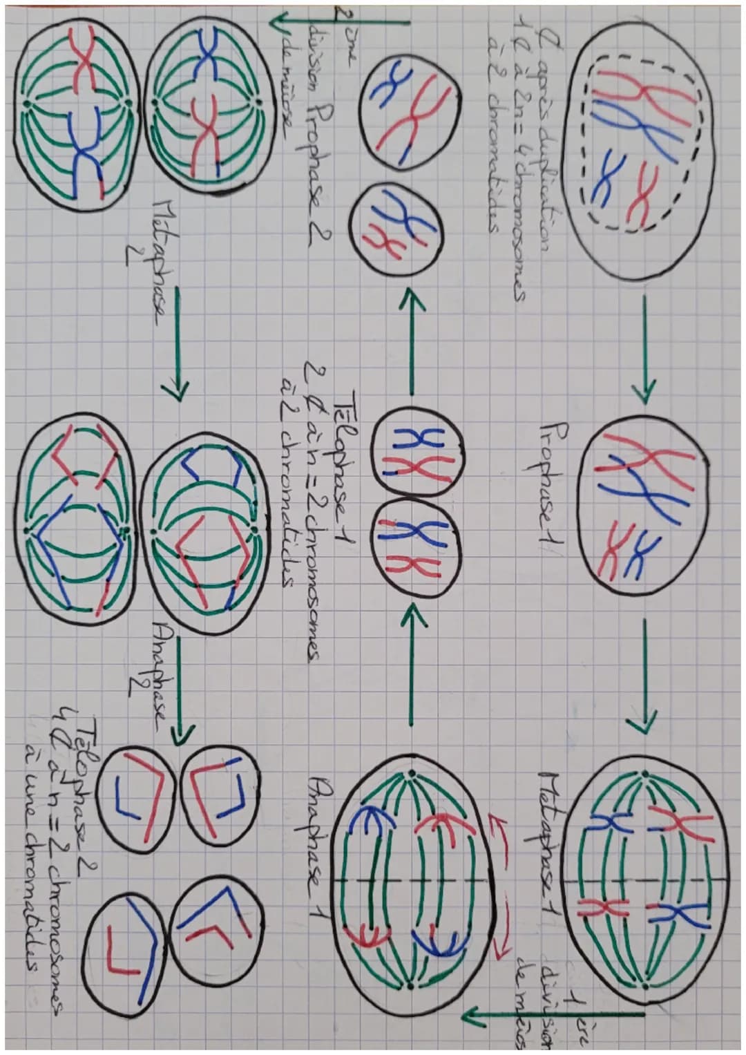 La měiose

Prophase 1
(ACI) ac)

৬৫৬

AGR

ㅏ아

270

Ancien Nouveau
brin brin

Replication
de l'ADW

C

A

enjambement

A

a

chromosome hamd