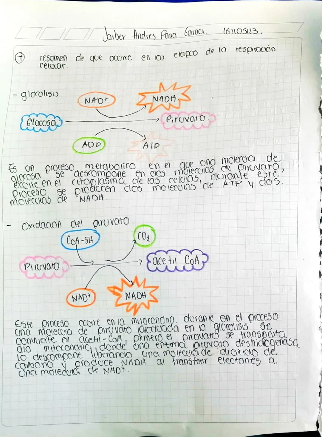 Jaiber Andres Para Garaa. 161105123.

resamen de que ocorre en las etapas de la respiración
celcrar.

- glocolisis

Glucosa

NAD+

ADD

NADA