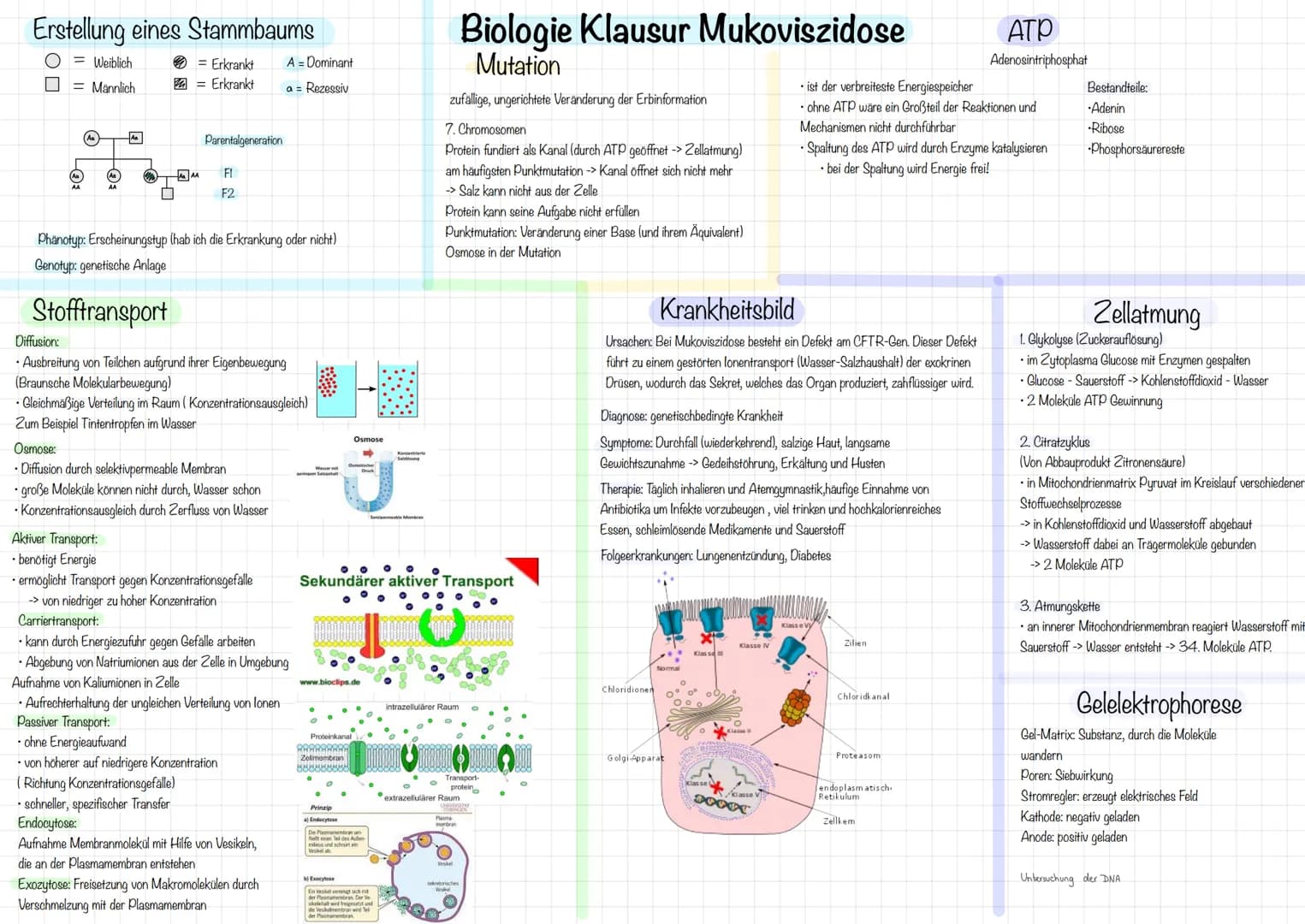 Erstellung eines Stammbaums
= Weiblich = Erkrankt A = Dominant
= Männlich = Erkrankt a = Rezessiv

Parentalgeneration

F1

F2

Phänotyp: Ers