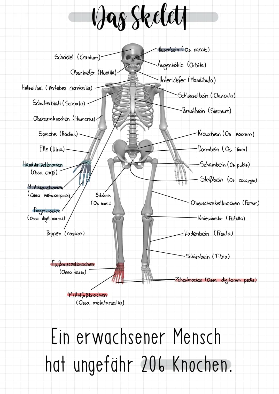 # Das Skelett

Nasenbein (Os nasale)

Schädel (Cranium)-

-Augenhöhle (Orbita)

Oberkiefer (Maxilla).

-Unter kiefer (Mandibula)

Halswirbel