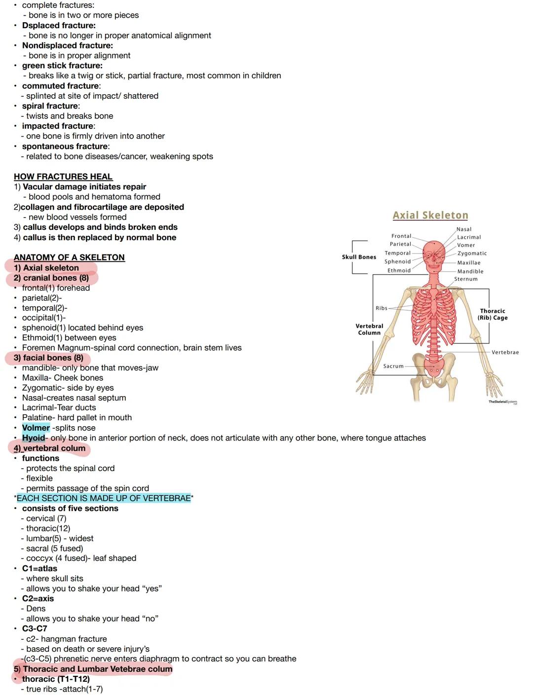 Test on :
Components:
- bones
- Joints & associated cartilages

Medical terms:
- osteo

Skeletal:
- derived from Greek word meaning "dried"
