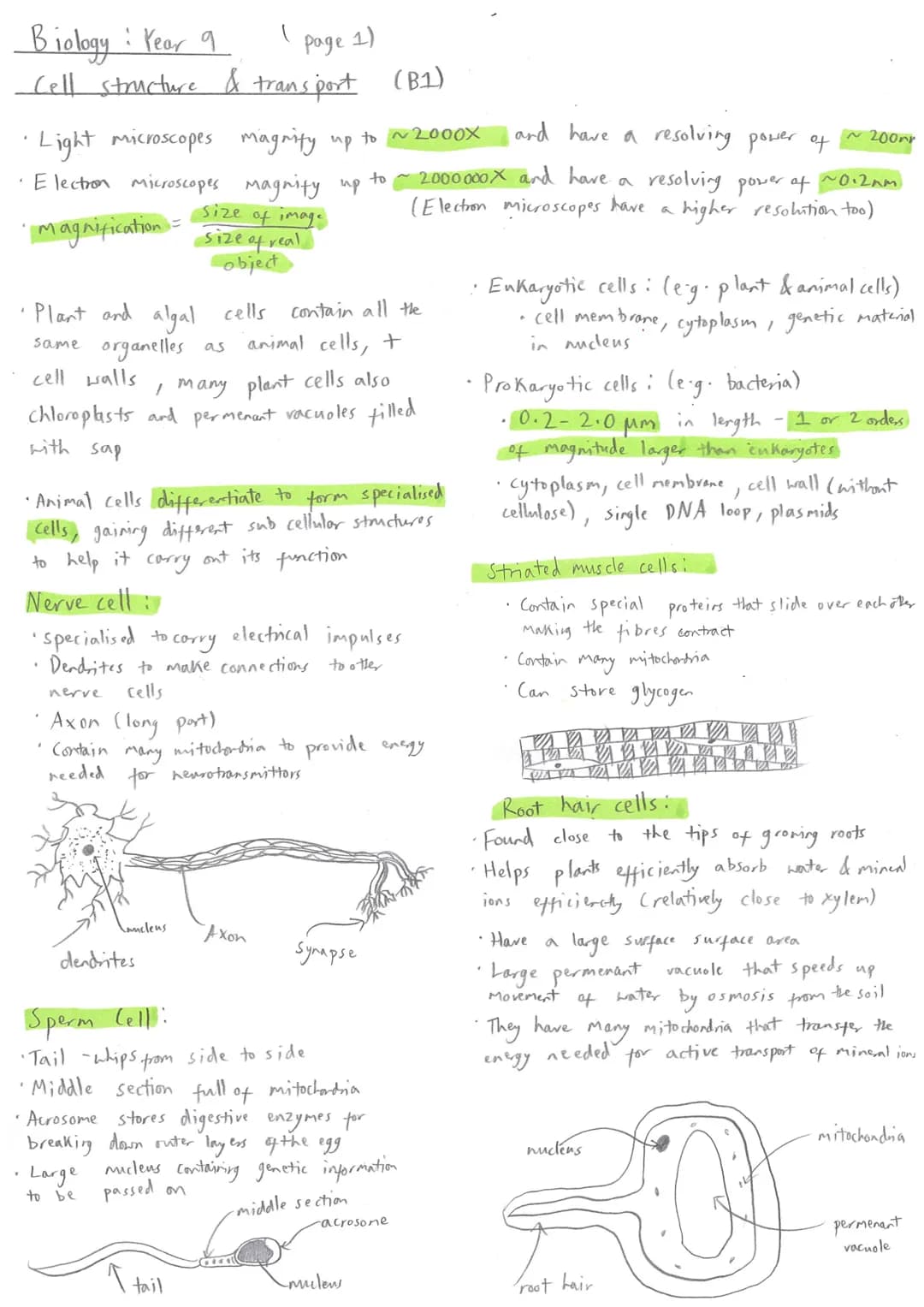 Biology: Year 9 (page 1)
Cell structure & transport (B1)
•Light microscopes magnify up to ~2000X and have a resolving power of ~200mr
•Elect