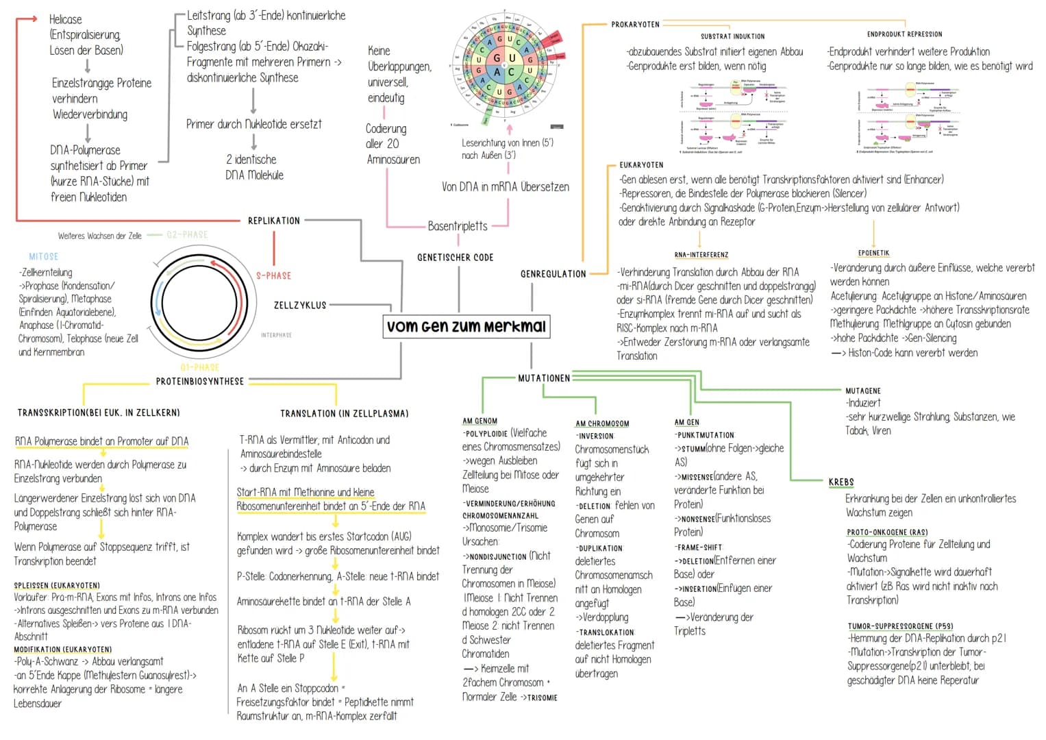 Genetik # Helicase
(Entspiralisierung
Lösen der Basen)
↓
- Einzelsträngige Proteine
verhindern
Wiederverbindung

- DNA-Polymerase
synthetisi