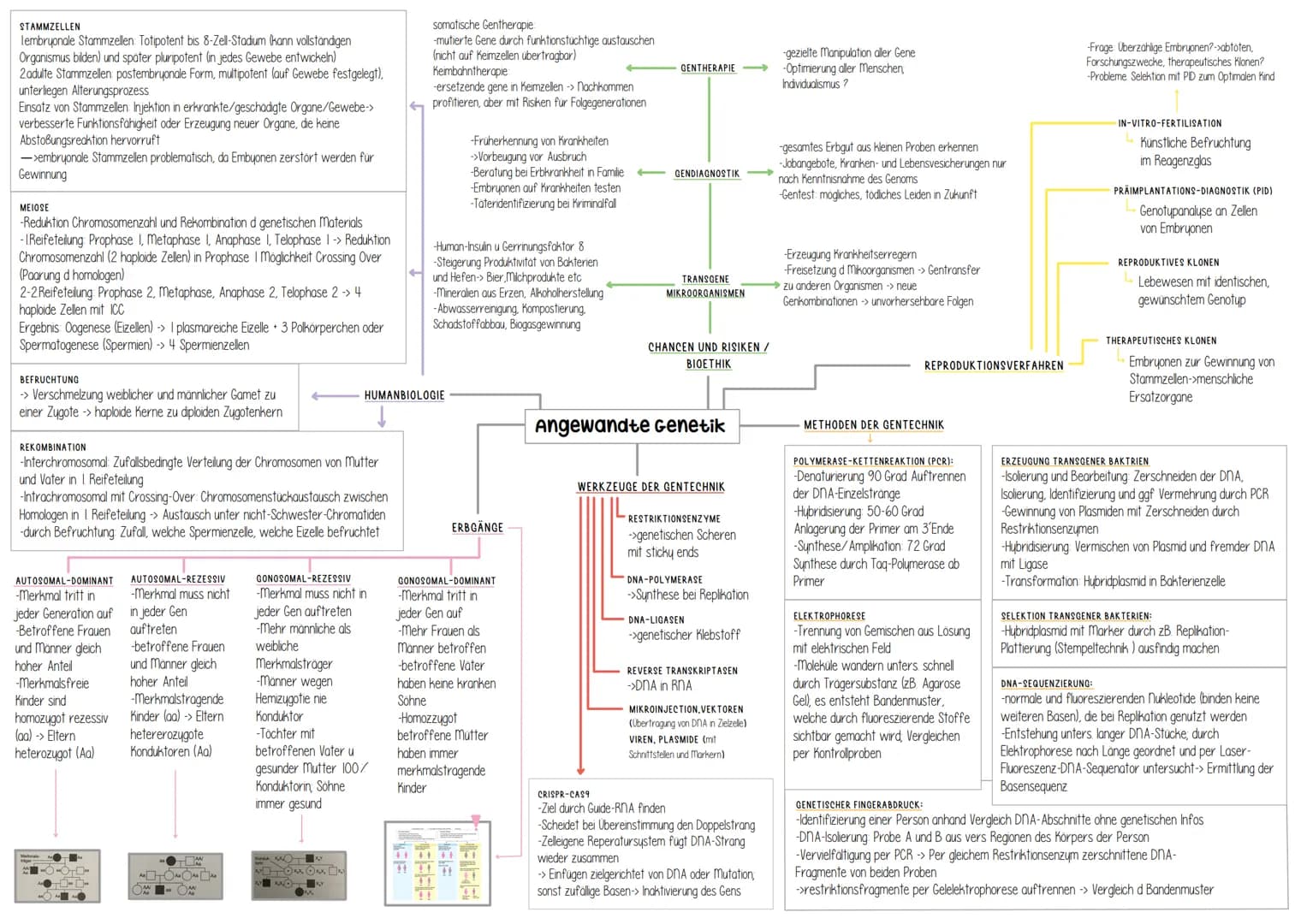 Genetik # Helicase
(Entspiralisierung
Lösen der Basen)
↓
- Einzelsträngige Proteine
verhindern
Wiederverbindung

- DNA-Polymerase
synthetisi