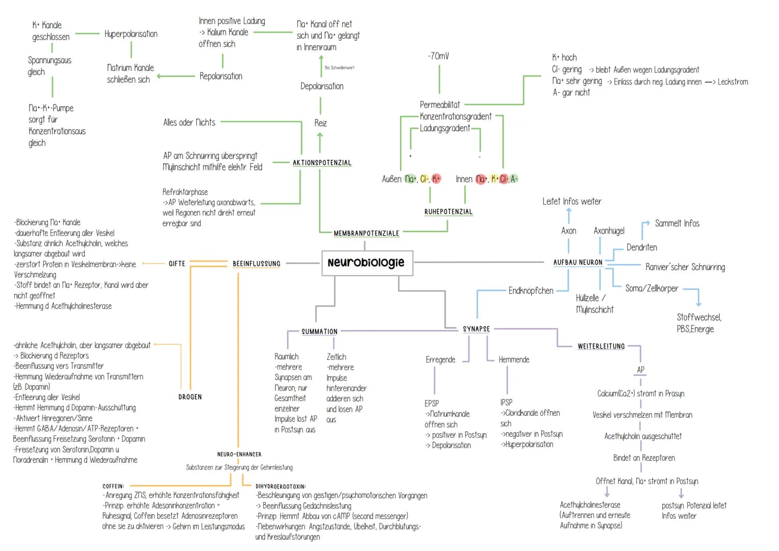 Genetik # Helicase
(Entspiralisierung
Lösen der Basen)
↓
- Einzelsträngige Proteine
verhindern
Wiederverbindung

- DNA-Polymerase
synthetisi