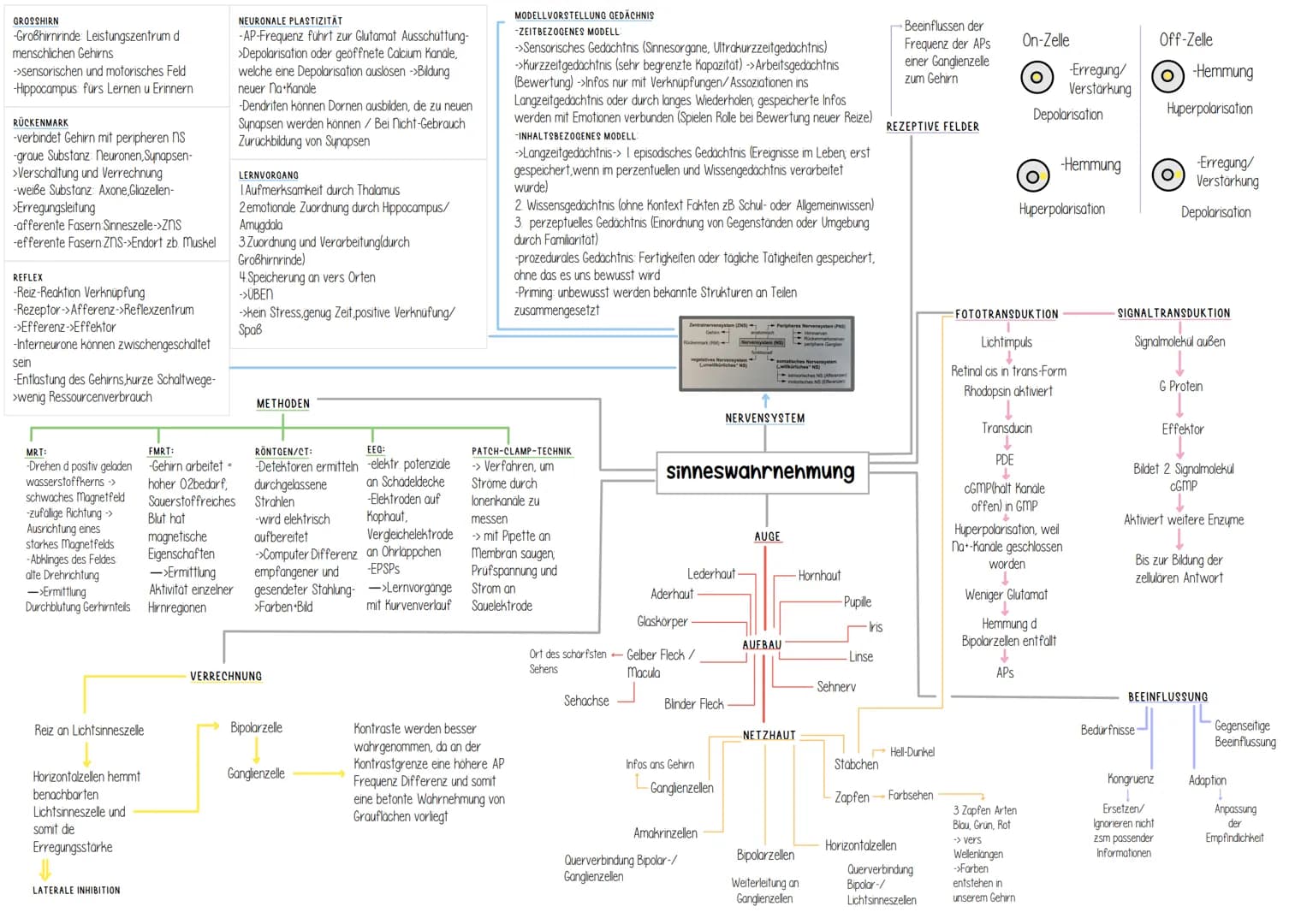 Genetik # Helicase
(Entspiralisierung
Lösen der Basen)
↓
- Einzelsträngige Proteine
verhindern
Wiederverbindung

- DNA-Polymerase
synthetisi