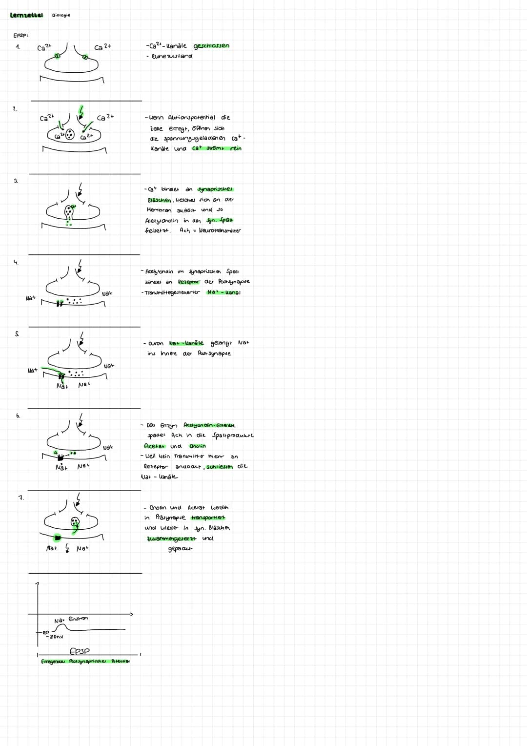 # Bau eines Neurons

Synapse

Dendrit

Zellkern

Synapsen

Zellkörper Soma

Zellmembran (postsynaptische

Memoran)

Axonhügel

Axon (bis zu 