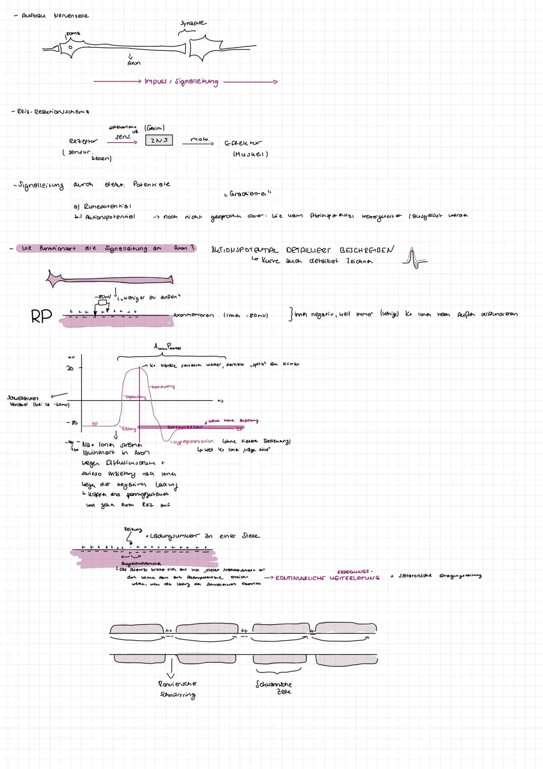 # Bau eines Neurons

Synapse

Dendrit

Zellkern

Synapsen

Zellkörper Soma

Zellmembran (postsynaptische

Memoran)

Axonhügel

Axon (bis zu 