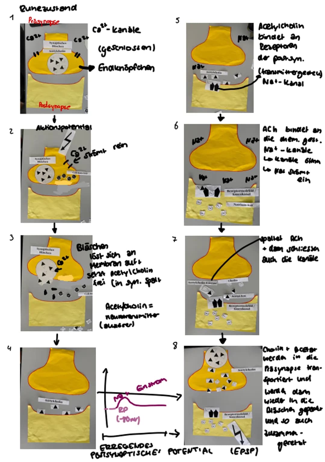 # Bau eines Neurons

Synapse

Dendrit

Zellkern

Synapsen

Zellkörper Soma

Zellmembran (postsynaptische

Memoran)

Axonhügel

Axon (bis zu 