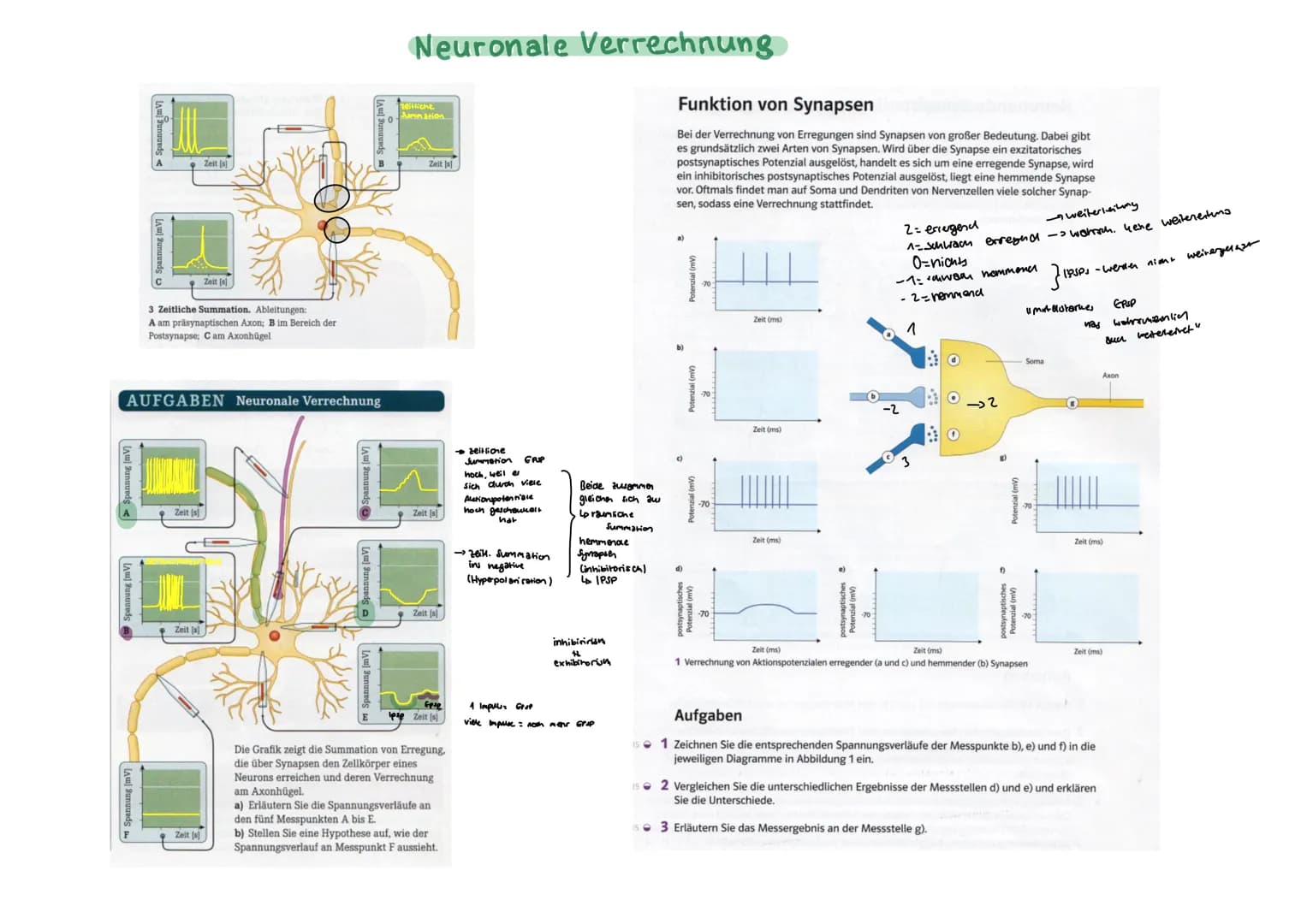 # Bau eines Neurons

Synapse

Dendrit

Zellkern

Synapsen

Zellkörper Soma

Zellmembran (postsynaptische

Memoran)

Axonhügel

Axon (bis zu 