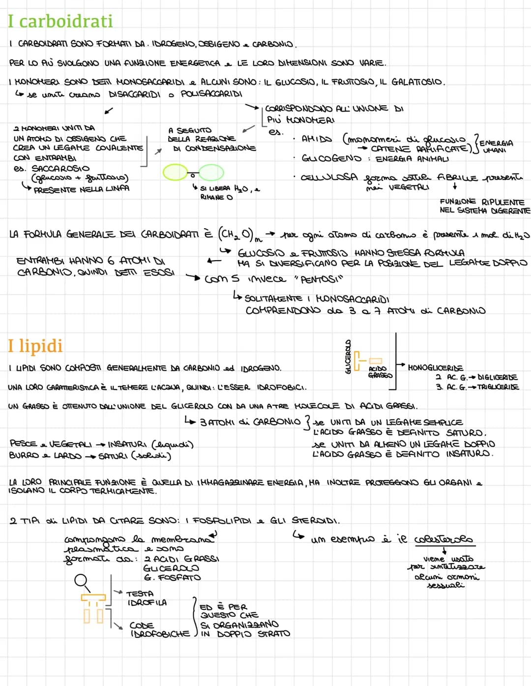 # I carboidrati

I CARBOIDRATI SONO FORMATI DA. IDROGENO, OSSIGENO CARBONIO.

PER LO PAU SVOLGONO UNA FUNZIONE ENERGETICA LE LORO DIMENSIONI