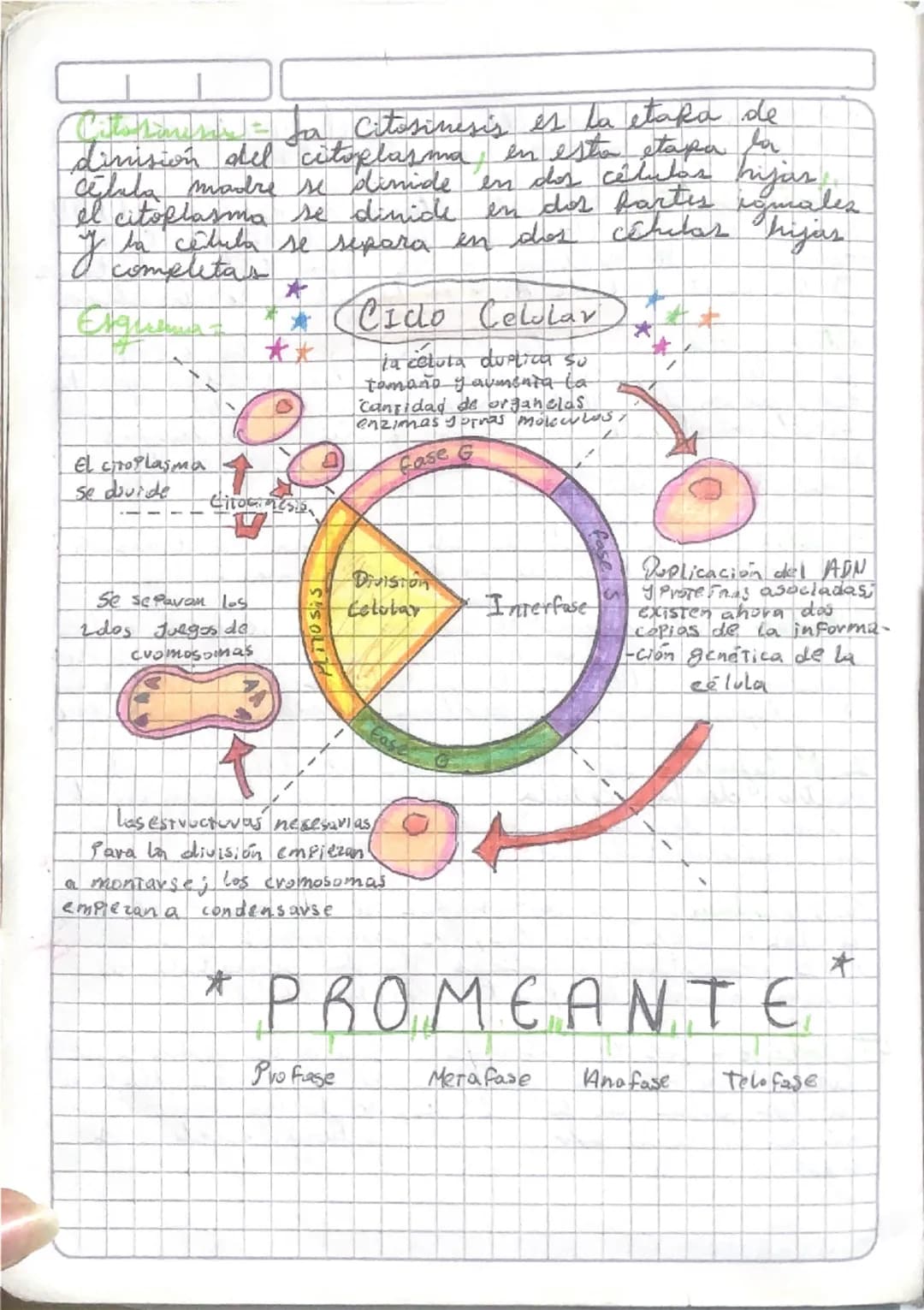 - son las etapas que conforman el ciclo celular
- Explica detalladamente los eventos que ocurren en cada una de ellas

2. Realiza il esgema 