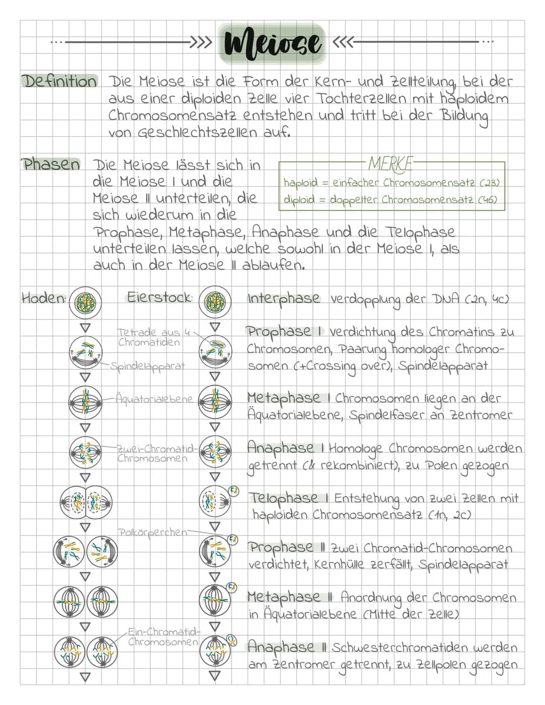 >>> Meiose <<<

Definition Die Meiose ist die Form der Kern- und Zellteilung, bei der
aus einer diploiden Zelle vier Tochterzellen mit haplo