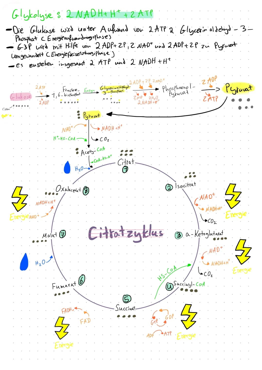 Bio:

neve Methode: Citrattszyklus
Informationsblatt: Citratzyklus

02.06.22
Aufgabe: Lesen Sie das Infoblatt in Einzelarbeit und markieren 