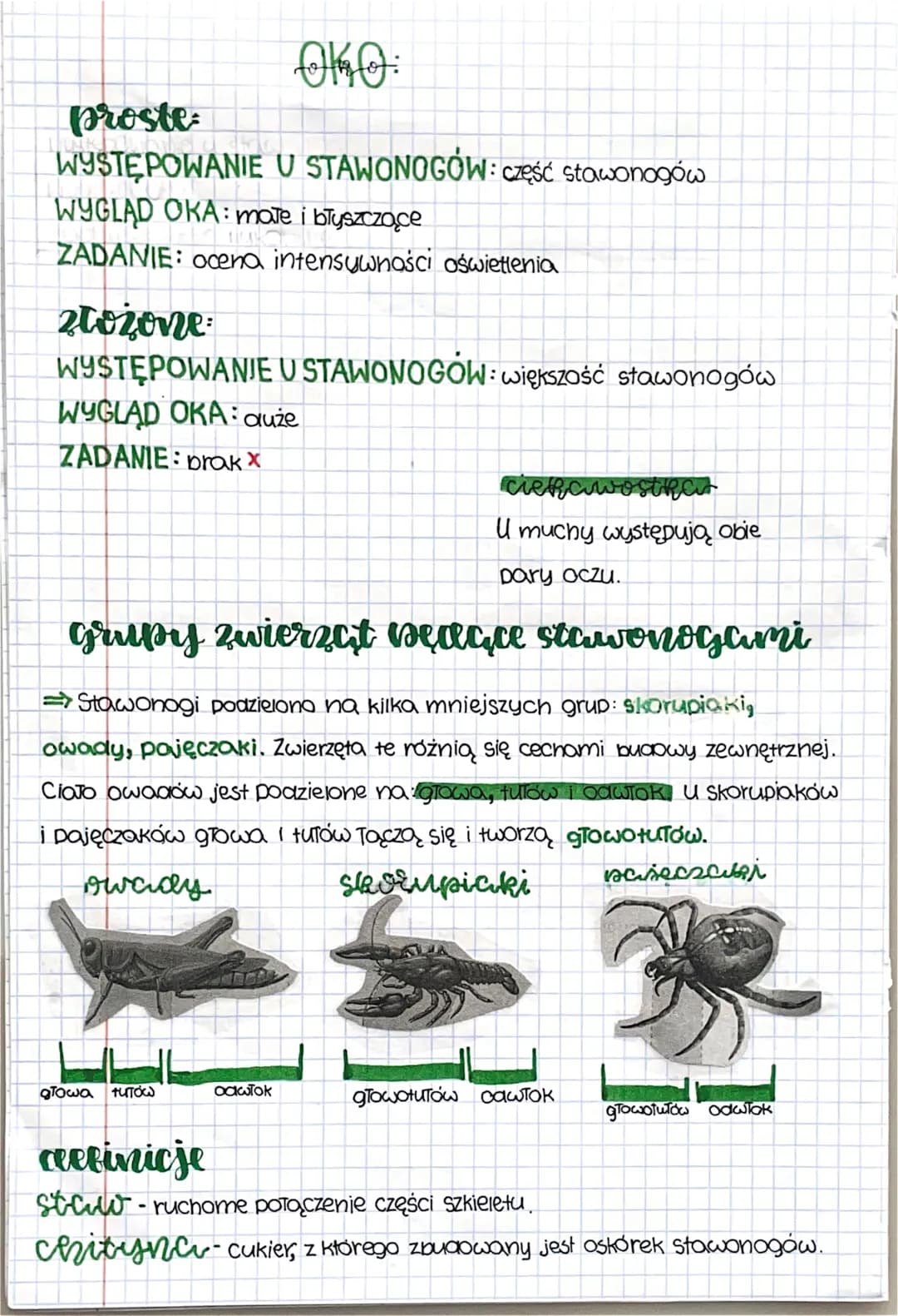stawinogów

Власта ѕtоonogów

=>Stawonogi zawierają oanóża połączone stawami, co jest ich wspólną
cechą, chociaż różnią się wyglądem. Ich ci