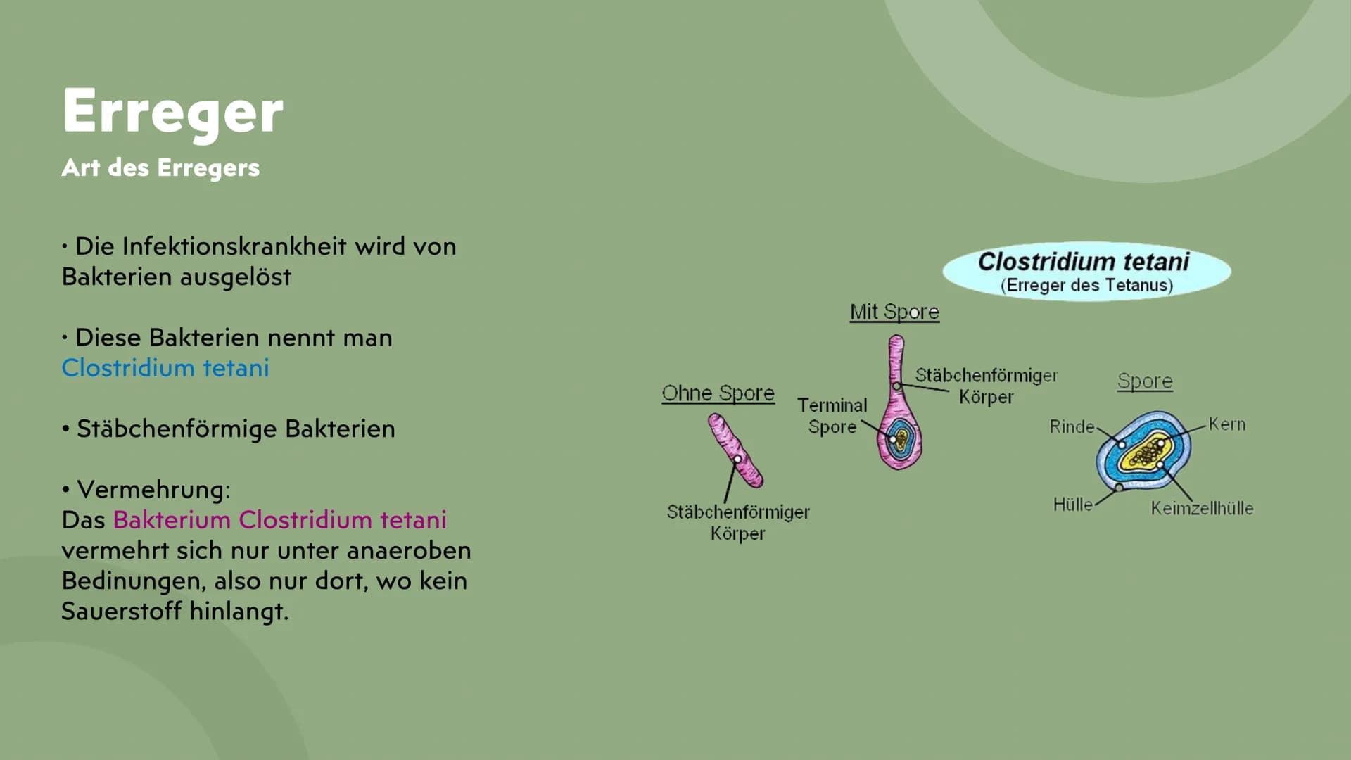 # Tetanus

Wundstarrkrampf

Präsentation von Lamia Gliederung

*   Erreger, Art des Erregers
*   Bakterien Arten
*   Übertragungswege/Anstec