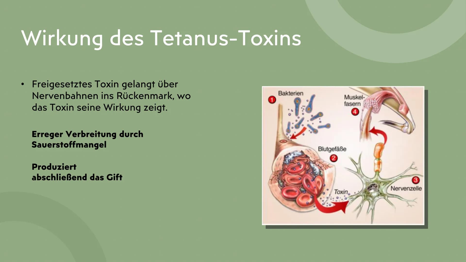 # Tetanus

Wundstarrkrampf

Präsentation von Lamia Gliederung

*   Erreger, Art des Erregers
*   Bakterien Arten
*   Übertragungswege/Anstec