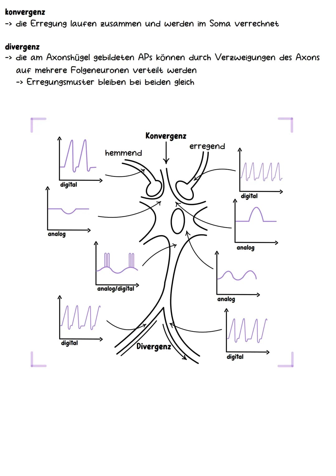 # Neurobiologie # Aufbau & Funktion der Nervenzelle

-Dendriten
-Axonhügel
-Axon
Hüllzellen
(Schwann-Zellen)

-Synapsen
-Ranviersche Schnürr