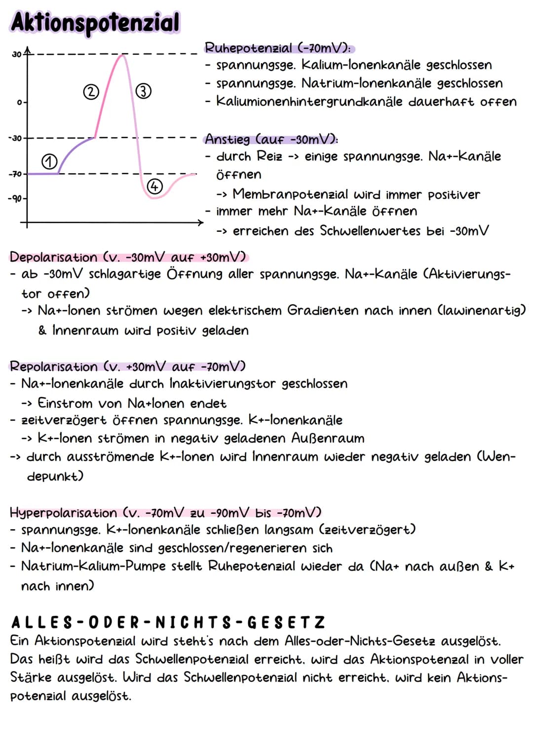 # Neurobiologie # Aufbau & Funktion der Nervenzelle

-Dendriten
-Axonhügel
-Axon
Hüllzellen
(Schwann-Zellen)

-Synapsen
-Ranviersche Schnürr