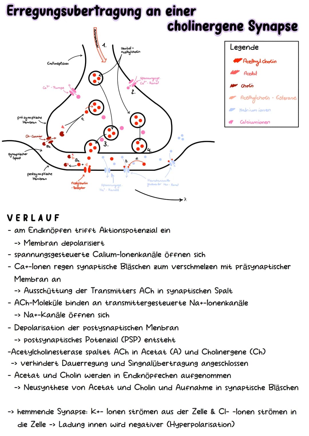 # Neurobiologie # Aufbau & Funktion der Nervenzelle

-Dendriten
-Axonhügel
-Axon
Hüllzellen
(Schwann-Zellen)

-Synapsen
-Ranviersche Schnürr